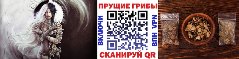 Галлюциногенные грибы Cubensis Кущёвская